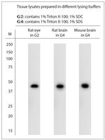 RAX Antibody in Western Blot (WB)