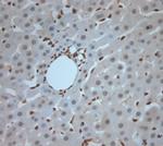 Ribeye Antibody in Immunohistochemistry (Paraffin) (IHC (P))