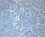 Ribeye Antibody in Immunohistochemistry (Paraffin) (IHC (P))