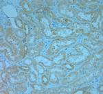 REEP5 Antibody in Immunohistochemistry (Paraffin) (IHC (P))