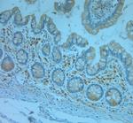 REEP5 Antibody in Immunohistochemistry (Paraffin) (IHC (P))