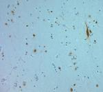 REEP6 Antibody in Immunohistochemistry (Paraffin) (IHC (P))