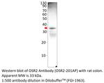 OSR2 Polyclonal Antibody