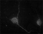 Syntaxin 7 Antibody in Immunocytochemistry (ICC/IF)