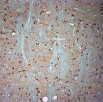 Syntaxin 6 Antibody in Immunohistochemistry (Paraffin) (IHC (P))