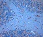 Syntaxin 6 Antibody in Immunohistochemistry (Paraffin) (IHC (P))
