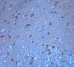 Syntaxin 6 Antibody in Immunohistochemistry (Paraffin) (IHC (P))
