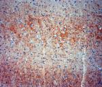 Synaptotagmin 2 Antibody in Immunohistochemistry (Paraffin) (IHC (P))