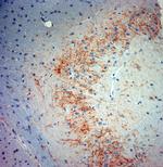 Synaptotagmin 2 Antibody in Immunohistochemistry (Paraffin) (IHC (P))