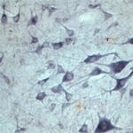 SEC22B Antibody in Immunohistochemistry (IHC)