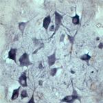 SEC22B Antibody in Immunohistochemistry (IHC)