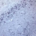 SEC22B Antibody in Immunohistochemistry (IHC)