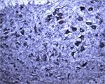 SEC22B Antibody in Immunohistochemistry (IHC)