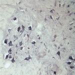 SEC22B Antibody in Immunohistochemistry (IHC)