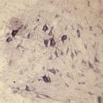 SEC22B Antibody in Immunohistochemistry (IHC)