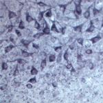 SEC22B Antibody in Immunohistochemistry (IHC)