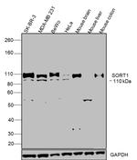 Sortilin Antibody in Western Blot (WB)