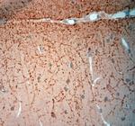 Synaptoporin Antibody in Immunohistochemistry (Paraffin) (IHC (P))
