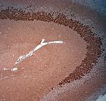 Synaptoporin Antibody in Immunohistochemistry (Paraffin) (IHC (P))