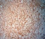 Synaptoporin Antibody in Immunohistochemistry (Paraffin) (IHC (P))