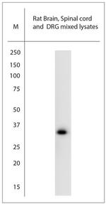 Synaptoporin Antibody in Western Blot (WB)