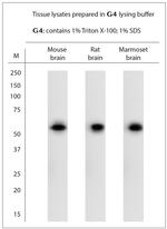 STAM1, 2 Antibody in Western Blot (WB)
