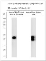 SEC22A Polyclonal Antibody