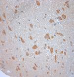 SNAP 47 Antibody in Immunohistochemistry (Paraffin) (IHC (P))