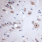 Syntaxin 3 Antibody in Immunohistochemistry (Paraffin) (IHC (P))