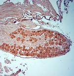 Synaptopodin Antibody in Immunohistochemistry (Paraffin) (IHC (P))