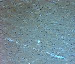 5HT5A R Antibody in Immunohistochemistry (Paraffin) (IHC (P))