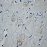SFT2A Antibody in Immunohistochemistry (Paraffin) (IHC (P))