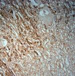 SLC5A8 Antibody in Immunohistochemistry (Paraffin) (IHC (P))