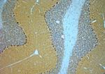 STXB1 Antibody in Immunohistochemistry (Paraffin) (IHC (P))