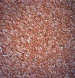 Spinophilin Antibody in Immunohistochemistry (Paraffin) (IHC (P))