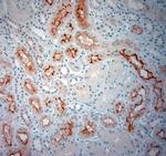 SLC5A8 Antibody in Immunohistochemistry (Paraffin) (IHC (P))
