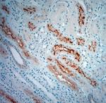 SLC5A8 Antibody in Immunohistochemistry (Paraffin) (IHC (P))