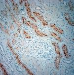 SLC5A8 Antibody in Immunohistochemistry (Paraffin) (IHC (P))