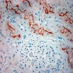 SLC5A8 Antibody in Immunohistochemistry (Paraffin) (IHC (P))