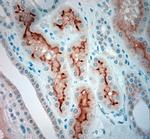 SLC5A8 Antibody in Immunohistochemistry (Paraffin) (IHC (P))