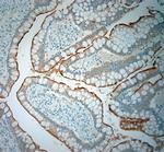 SLC5A8 Antibody in Immunohistochemistry (Paraffin) (IHC (P))