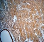 5HT4 R Antibody in Immunohistochemistry (Paraffin) (IHC (P))