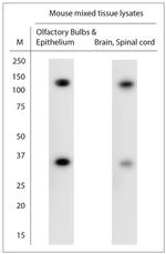 ARS2 Antibody in Western Blot (WB)