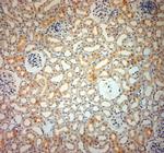 SLC6A19 Antibody in Immunohistochemistry (Paraffin) (IHC (P))