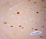 TRPV1 Antibody in Immunohistochemistry (Paraffin) (IHC (P))