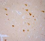 TRPV1 Antibody in Immunohistochemistry (Paraffin) (IHC (P))