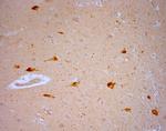 TRPV1 Antibody in Immunohistochemistry (Paraffin) (IHC (P))