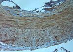 TMC3 Antibody in Immunohistochemistry (Paraffin) (IHC (P))