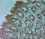 TMC3 Antibody in Immunohistochemistry (Paraffin) (IHC (P))