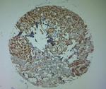 TMC3 Antibody in Immunohistochemistry (Paraffin) (IHC (P))